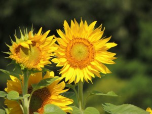 夏季休暇